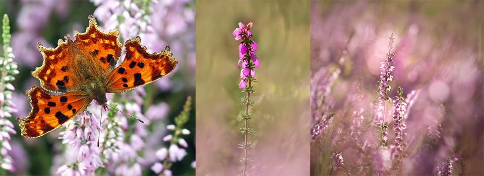 A Year in the south Suffolk Sandlings: Heather at its Best