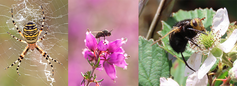 A Year in the south Suffolk Sandlings: Heather at its Best