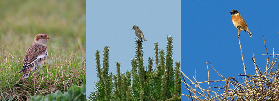A Year in the south Suffolk Sandlings: The Blasted Heath & the Wild North Sea