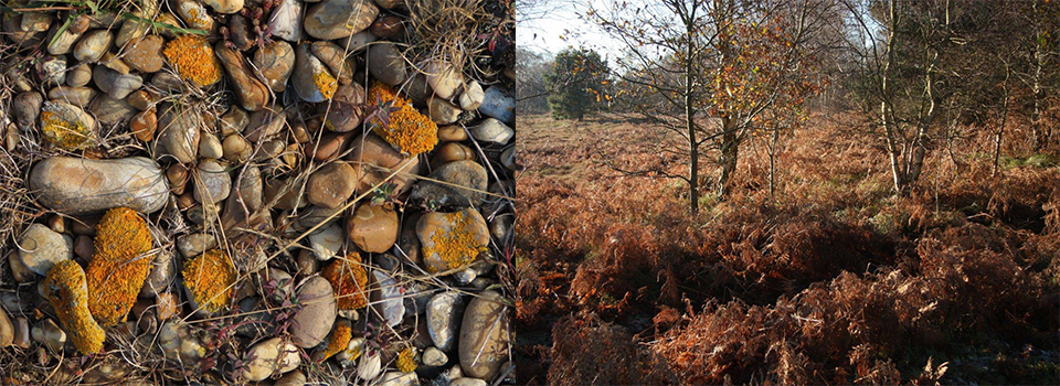 A Year in the south Suffolk Sandlings: The Blasted Heath & the Wild North Sea