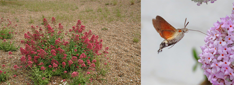 A Year in the south Suffolk Sandlings: High Summer