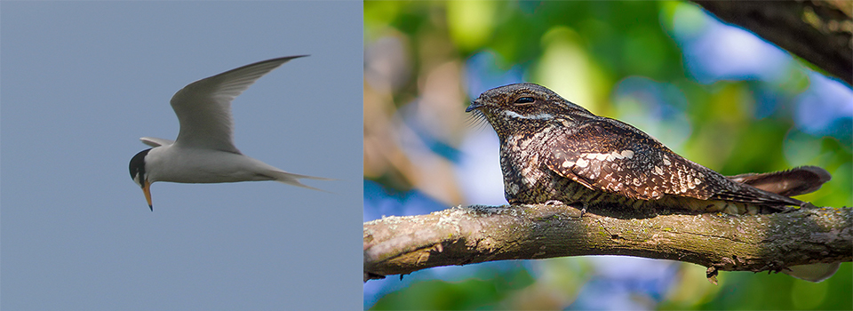 A Year in the south Suffolk Sandlings: Nightjar Time
