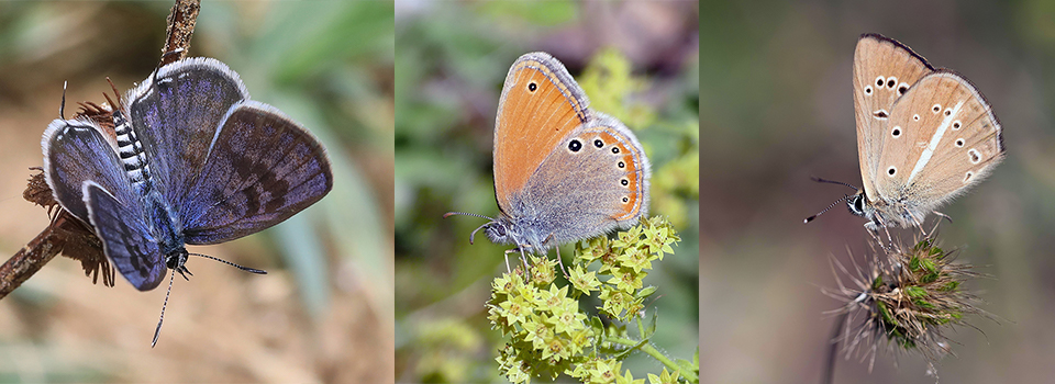 Butterflies of Mount Falakron