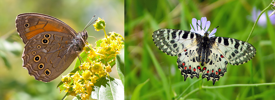 Butterflies of Mount Falakron