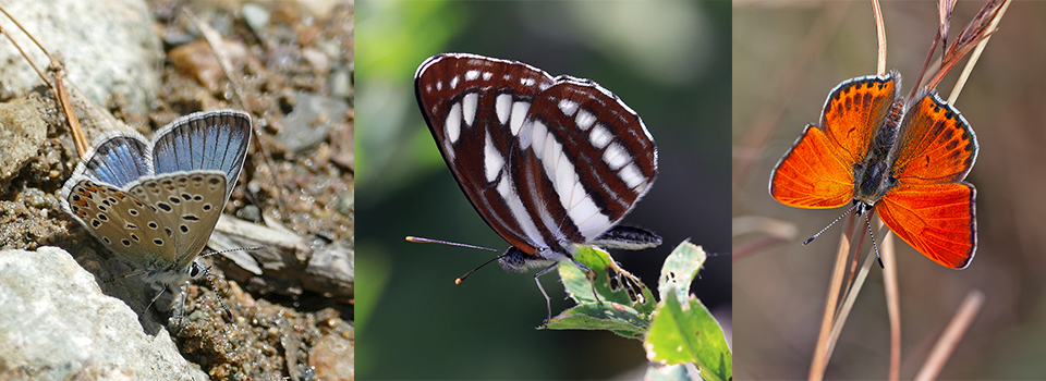 Butterflies of Mount Falakron