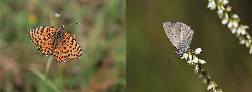 Butterflies of Mount Falakron
