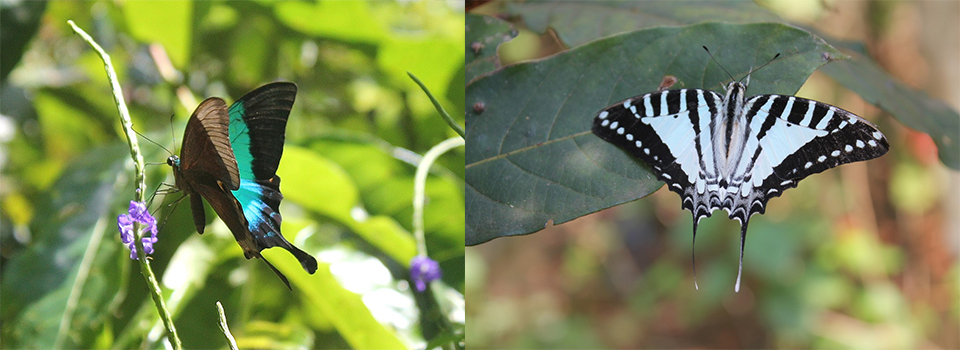 Butterflies of Goa 2023