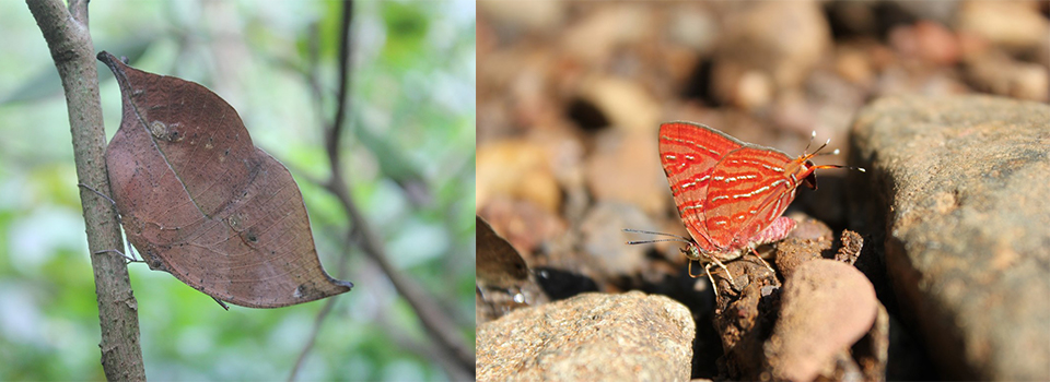 Butterflies of Goa 2023