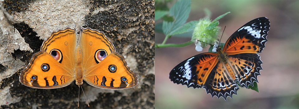 Butterflies of Goa 2023