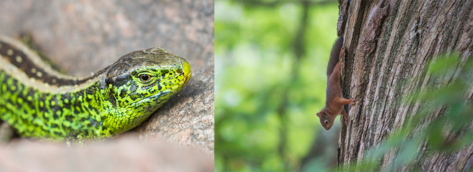 Summer Wildlife Adventure at Arne