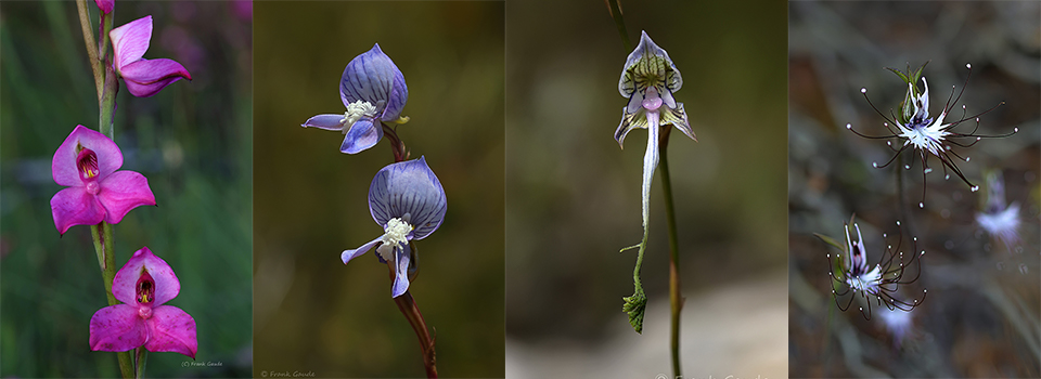 Orchids of the Cape Floral Kingdom