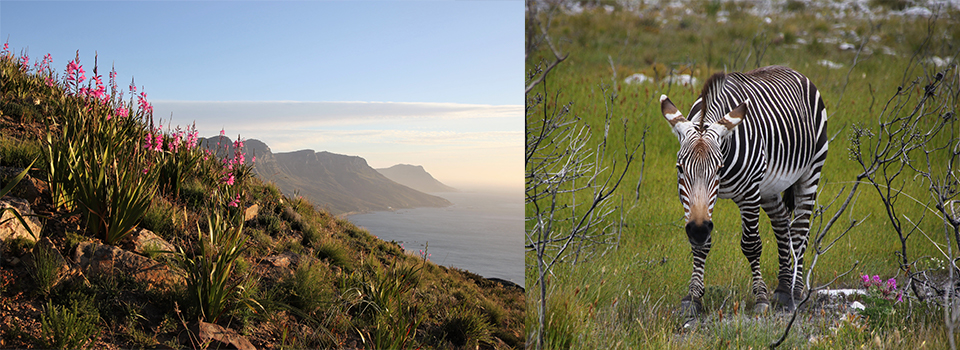 Orchids of the Cape Floral Kingdom