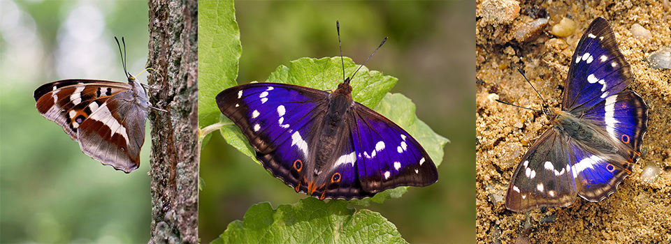 Sussex Butterflies: Purple Emperor & other Summer Butterflies
