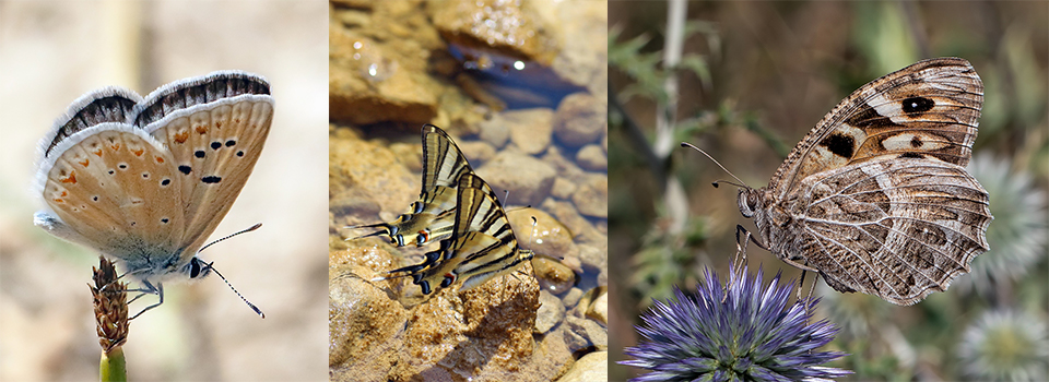 Butterflies of Montes Universales