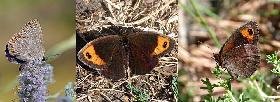 Butterflies of Montes Universales