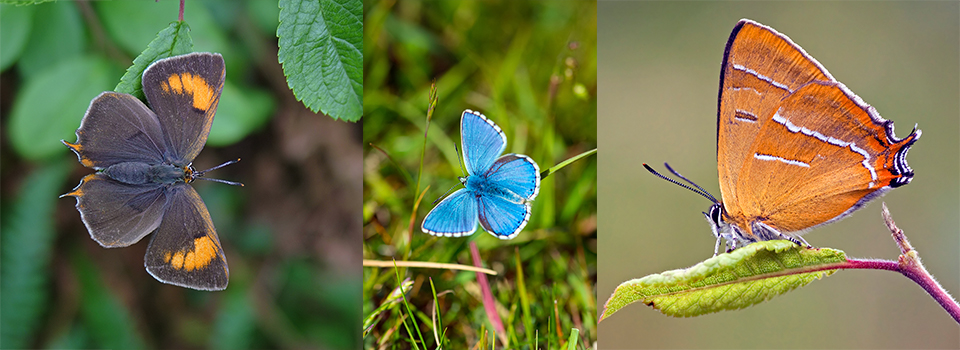 Sussex Butterflies: Brown Hairstreak, Silver-spotted Skipper & Summer Blues