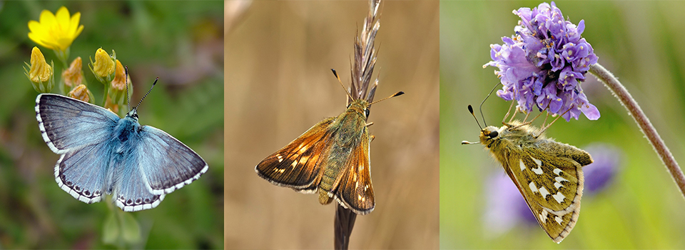 Sussex Butterflies: Brown Hairstreak, Silver-spotted Skipper & Summer Blues