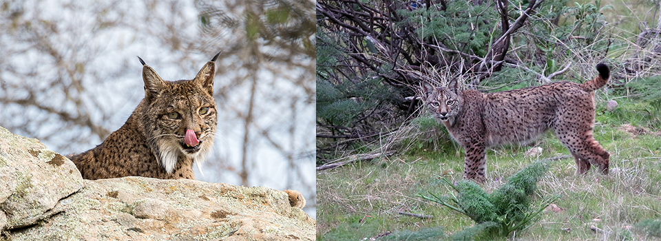 Iberian Lynx
