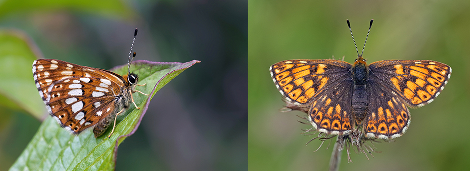 Sussex Butterflies: Duke of Burgundy & Pearl-bordered Fritillaries