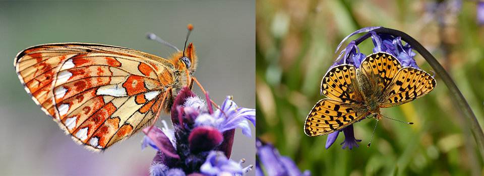 Sussex Butterflies: Duke of Burgundy & Pearl-bordered Fritillaries