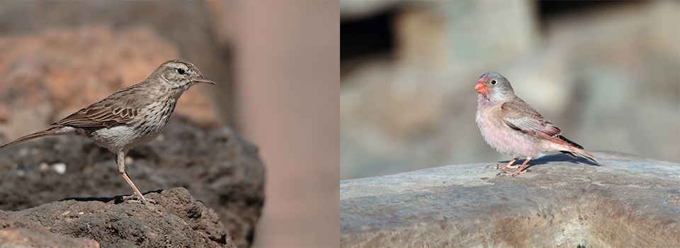 Fuerteventura: Birds + Bonus Butterflies