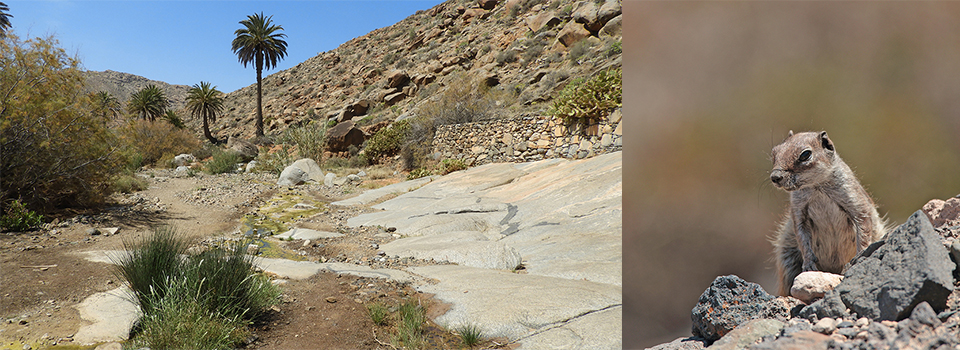 Fuerteventura: Birds + Bonus Butterflies