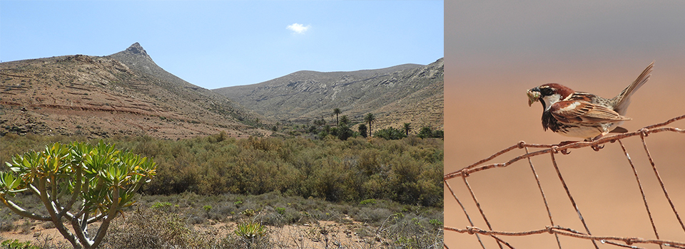 Fuerteventura: Birds + Bonus Butterflies