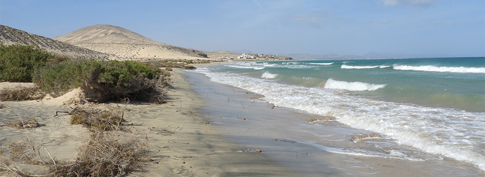 Fuerteventura: Birds + Bonus Butterflies