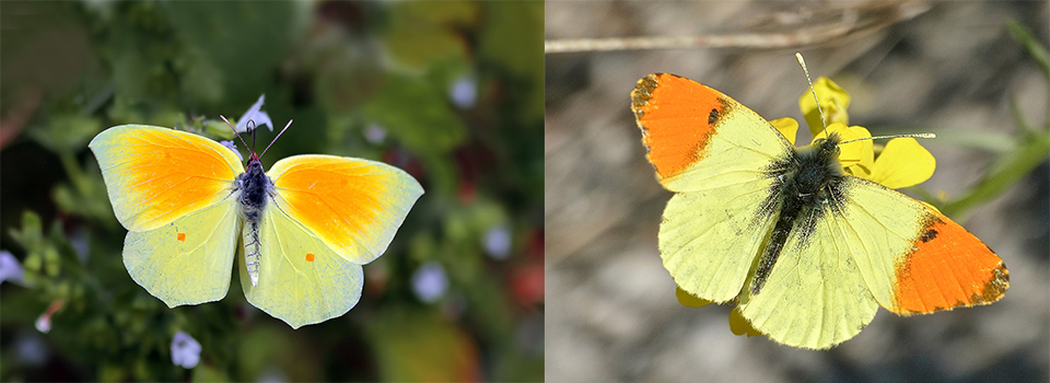 Butterflies of Corfu