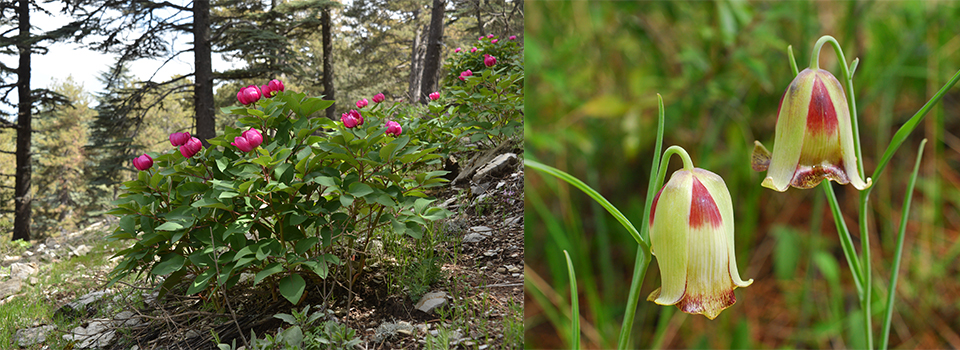 Early spring flowers of The Western Taurus Mountains