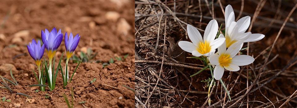 Early spring flowers of The Western Taurus Mountains