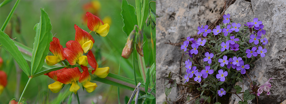 Early spring flowers of The Western Taurus Mountains