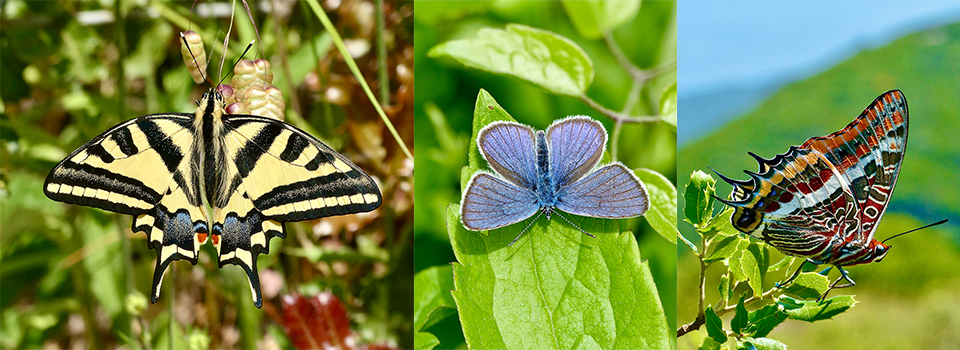 Butterflies of Corfu