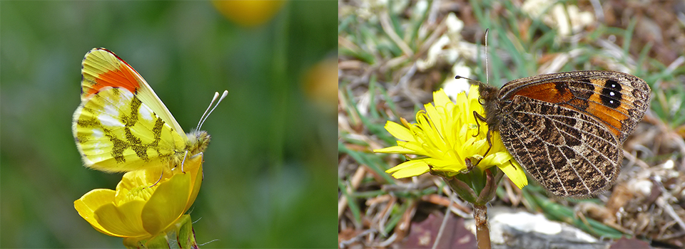 Central & Northern Spain in Spring