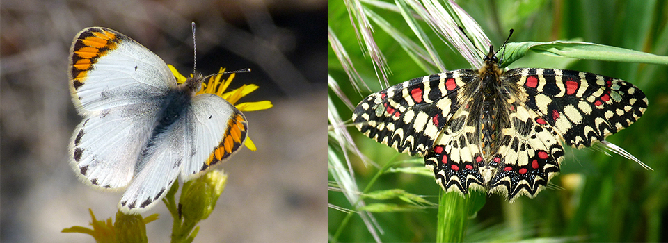 Butterflies of South Spain in Spring