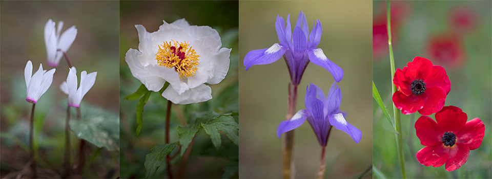Wildflower Photography in Rhodes