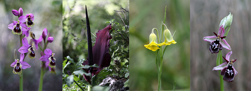 Wildflower Photography in Rhodes