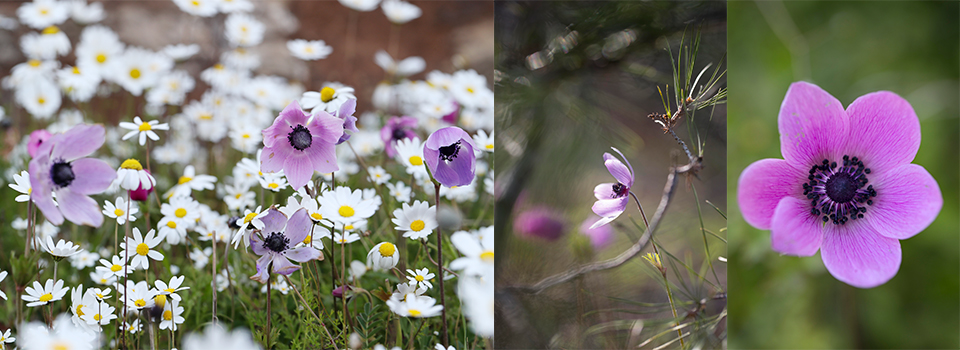Wildflower Photography in Rhodes