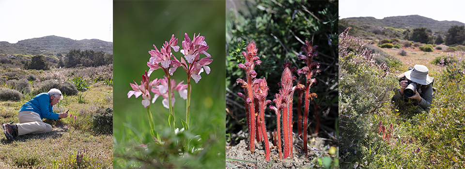 Wildflower Photography in Rhodes