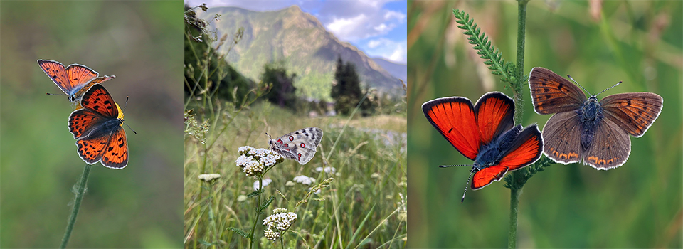 Butterflies of the Italian Alps