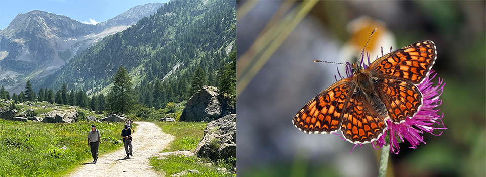 Butterflies of the Italian Alps