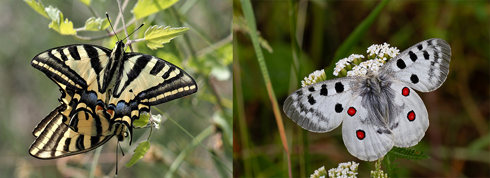 Butterflies of the Italian Alps