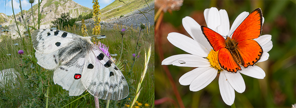 Sibillini – An Apennine Paradise