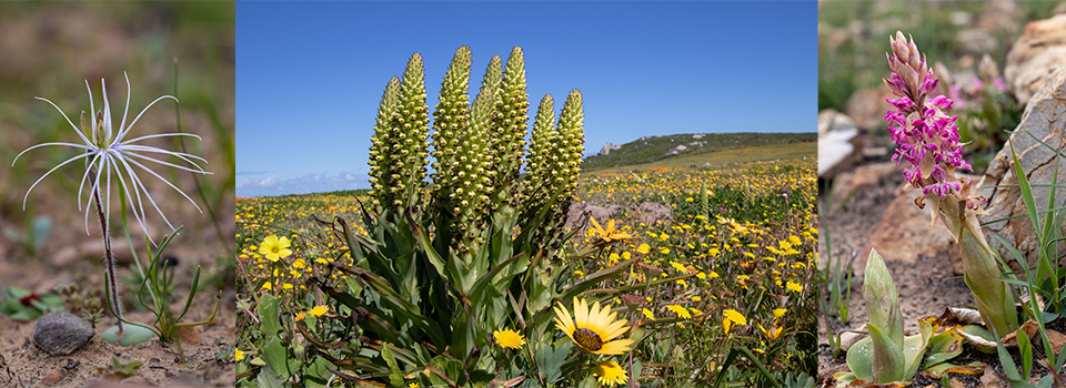 South Africa – Spring in the Western Cape