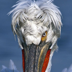 Conservation-Pelican-300