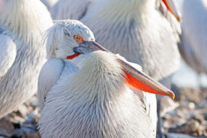 Dalmatian Pelicans at Lake Kerkini