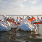 Dalmatian Pelicans at Lake Kerkini