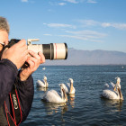photographing pelicans Lake Kerkini