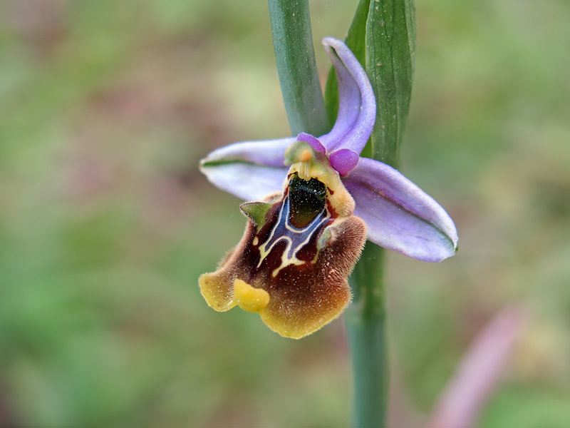 Ophrys samia