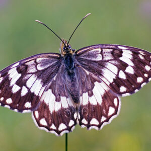 Balkan Marbled White